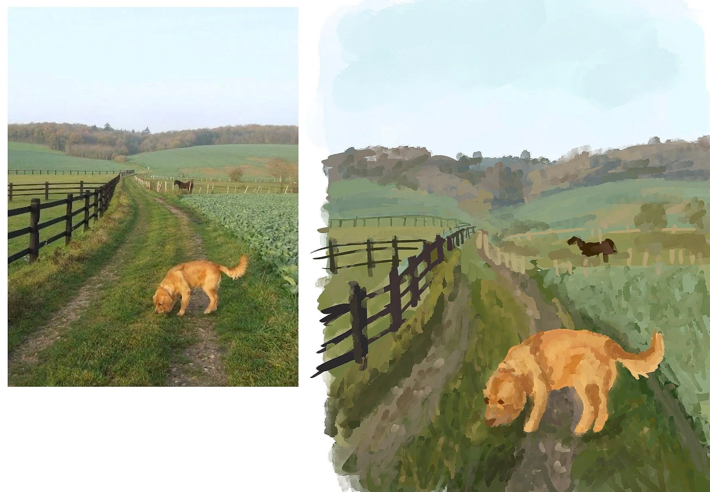 dog in a field